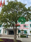Cây Lộc Vừng