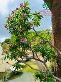 Cây Đại