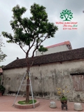 CÂY BƯỞI