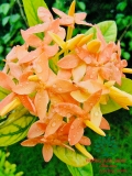 CÂY HOA MẪU ĐƠN TA (TRUYỀN THỐNG)