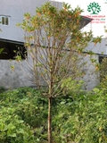 CÂY HOA MỘC HƯƠNG