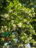 Cây Hoa Nguyệt Quế