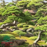 SÂN VƯỜN 48