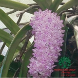 Hoa Lan