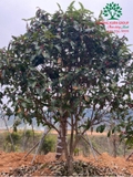 CÂY HOA HẢI ĐƯỜNG