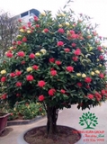 CÂY HOA MẪU ĐƠN TA (TRUYỀN THỐNG)