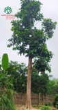 CÂY TAI CHUA