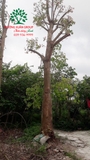 Cây Bồ Đề