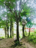 CÂY BƯỞI