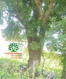 Cây Lộc Vừng
