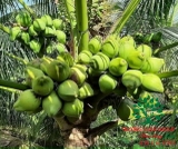 CÂY DỪA