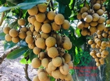 Cây Nhãn