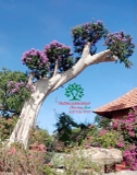 Cây Bằng Lăng
