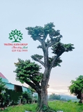 Cây Vú Sữa