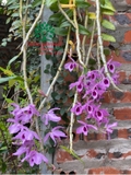 Hoa Lan