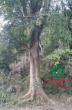 CÂY SƯA