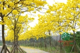 Cây Phong Linh