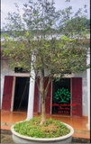 CÂY HOA MỘC HƯƠNG