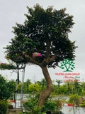 Cây Vú Sữa