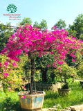 Hoa Giấy