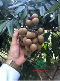Cây Nhãn