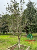 CÂY HOA MỘC HƯƠNG