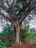 Cây Bồ Đề
