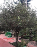 CÂY HOA MỘC HƯƠNG