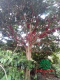 Cây Dâu Da Đất