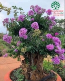 Cây Bằng Lăng