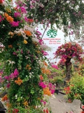 Hoa Giấy