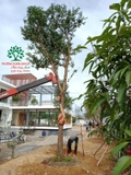 Thi công thực tế 81