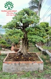 Cây Khế