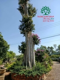 Cây Bằng Lăng