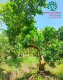 Cây Hoa Nguyệt Quế