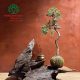 Bonsai 74