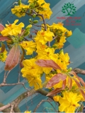 CÂY HOA  MAI VÀNG