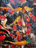 HỒ CÁ KOI 38