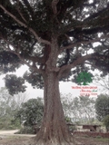 CÂY GẠO