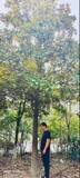 Cây Sen Đất