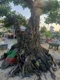 Cây Khế