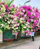 Hoa Giấy