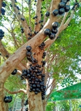 CÂY NHO THÂN GỖ