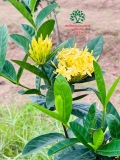 CÂY HOA MẪU ĐƠN TA (TRUYỀN THỐNG)