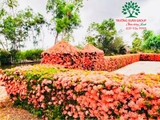 CÂY HOA MẪU ĐƠN TA (TRUYỀN THỐNG)