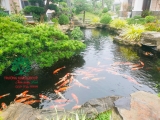 Hồ cá Koi 53
