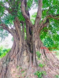 CÂY THỊ