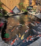 Hồ cá Koi 45