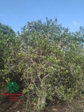 CÂY DÀNH DÀNH