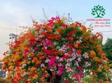Hoa Giấy